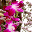 Asiatische Orchideen mit Vase