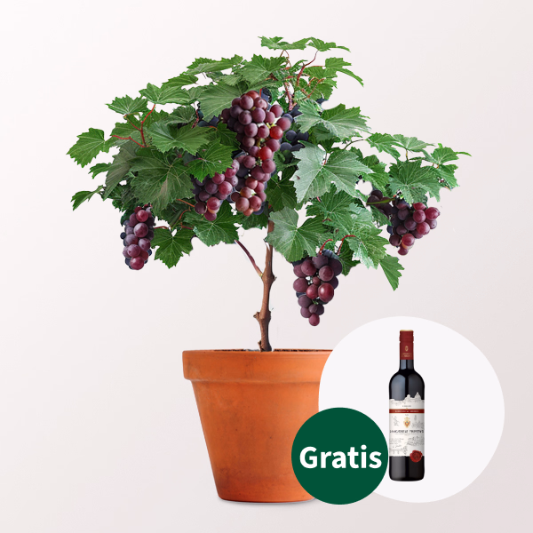 Weinrebe & Rotwein (0,75 l) im Set