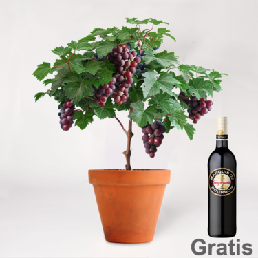 Weinrebe & Rotwein im Set Weinrebe & Rotwein im Set