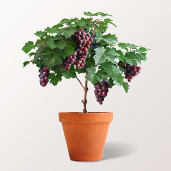 Grapevine & Red Wine (0,75 l) Set