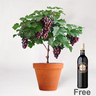 Grapevine & red wine set
