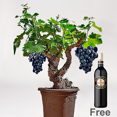 Grapevine & red wine set