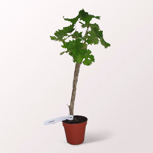 Grapevine & Red Wine (0,75 l) Set