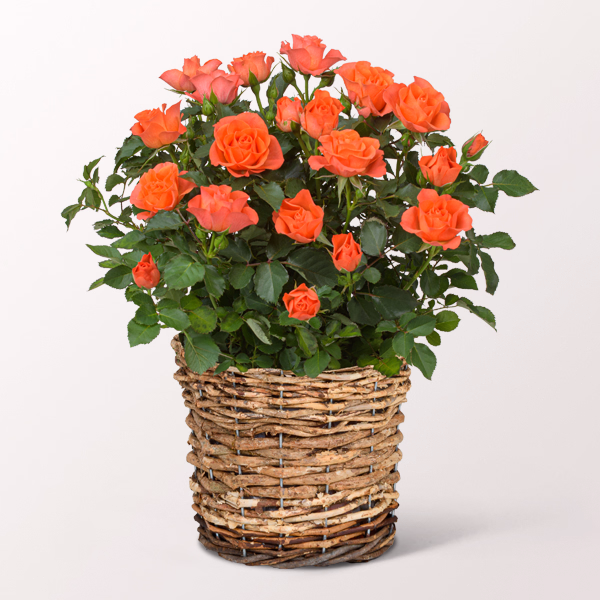 Orange Rose in a Wicker Basket