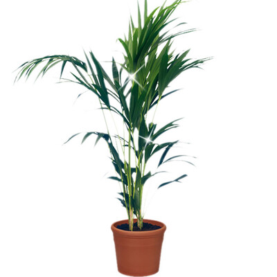 Kentia-Palme - Zimmerpflanzen - Blumen online verschicken auf ... Kentia-Palme - Zimmerpflanzen - Blumen online verschicken auf ...