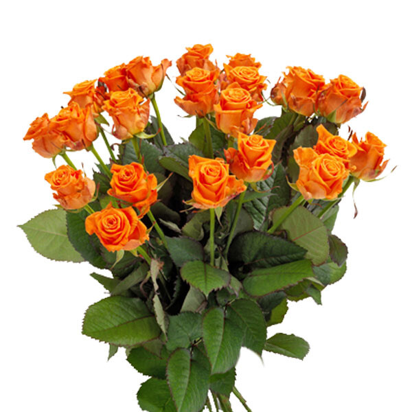 Bouquet of orange roses