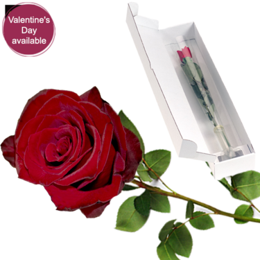 Red long-stemmed Fairtrade rose Red long-stemmed Fairtrade rose