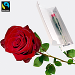 Red Fairtrade premium rose in quality gift box
