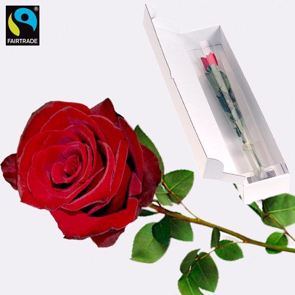 Red Fairtrade premium rose in quality gift box with Balloon