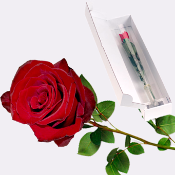 Red Fairtrade premium rose in quality gift box with Balloon