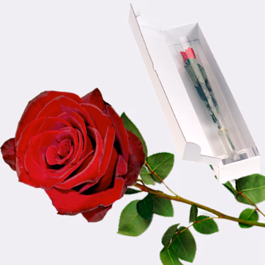 Red Fairtrade premium rose in quality gift box