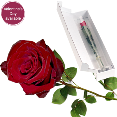 Red long-stemmed Fairtrade rose Red long-stemmed Fairtrade rose