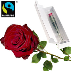 Red FAIRTRADE rose Red FAIRTRADE rose