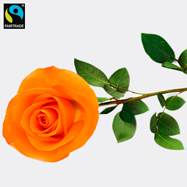 Orange long-stemmed Fairtrade rose