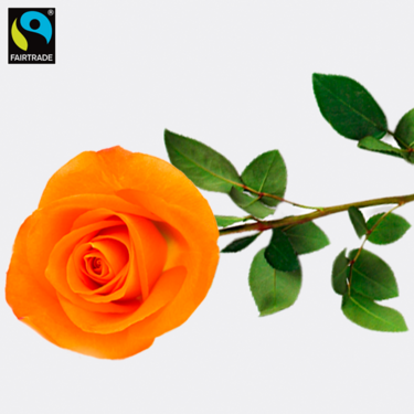 Orange Fairtrade premium rose in quality gift box Orange Fairtrade premium rose in quality gift box