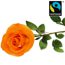 Orange FAIRTRADE rose Orange FAIRTRADE rose