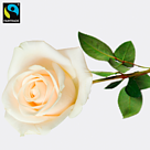 Weiße, langstielige Fairtrade Rose in edler Verpackung