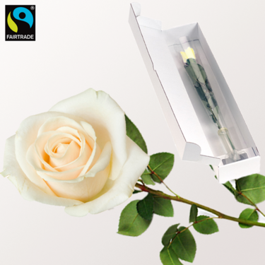 Weiße Fairtrade Premiumrose in edler Verpackung Weiße Fairtrade Premiumrose in edler Verpackung