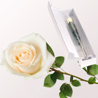 Weiße Fairtrade Premiumrose in edler Verpackung mit Ballon-Stecker