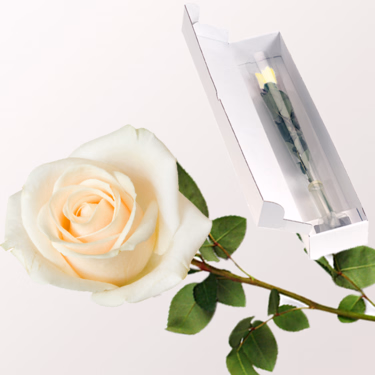 Weiße Fairtrade Premiumrose in edler Verpackung