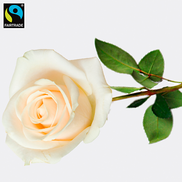 White Fairtrade premium rose in quality gift box