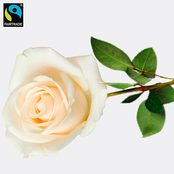 White long-stemmed Fairtrade rose