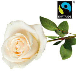 Weiße FAIRTRADE Einzelrose Weiße FAIRTRADE Einzelrose