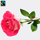 Pink Fairtrade premium rose in quality gift box