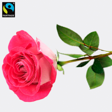 Pink long-stemmed Fairtrade rose Pink long-stemmed Fairtrade rose