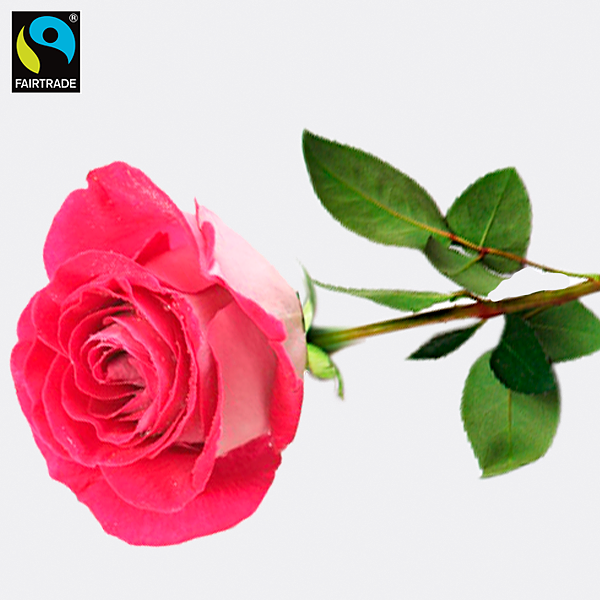 Pink long-stemmed Fairtrade rose