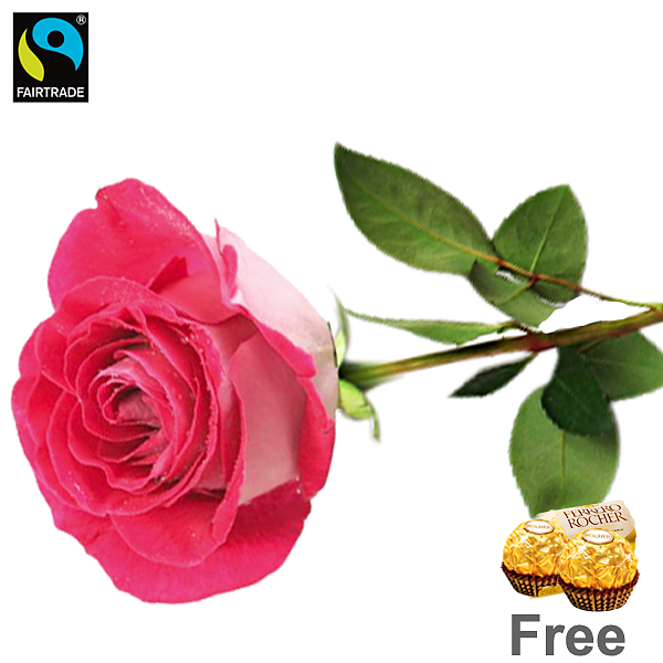 Pink long-stemmed Fairtrade rose with 2 Ferrero Rocher