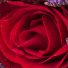Bunch of 15 Fairtrade roses with limonium with Vase