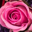Bunch of 15 Fairtrade roses with limonium with Vase