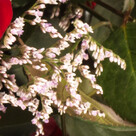 15 rote Fairtrade Rosen im Bund mit Limonium mit Vase