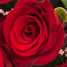 15 rote Fairtrade Rosen im Bund mit Limonium mit Vase