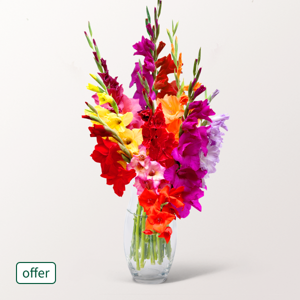 Bunch of 10 mixed coloured gladioli