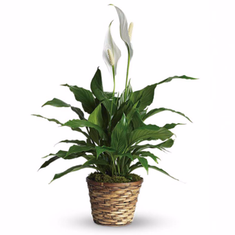 Topfpflanze Einblatt