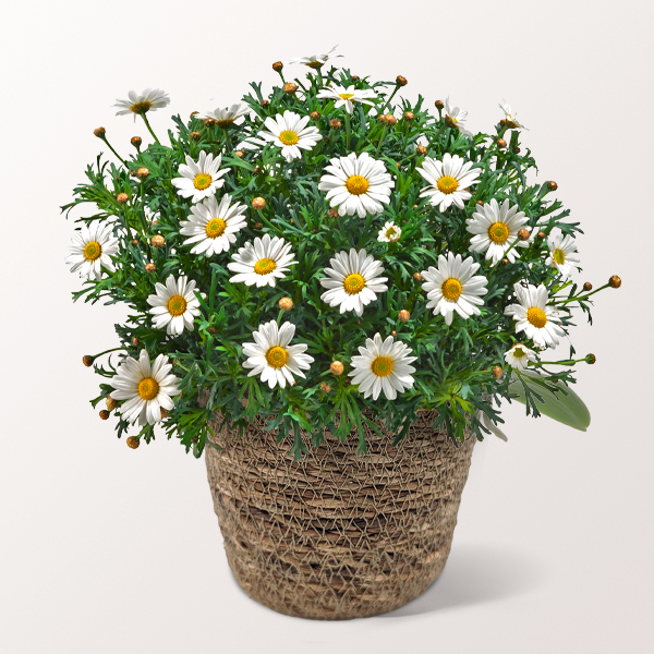 Herrliche Margerite im Weidenkorb