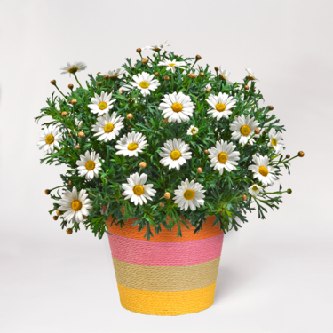 Daisy's in a Colourful Sea Grass Basket