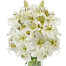 Lilien im Bund