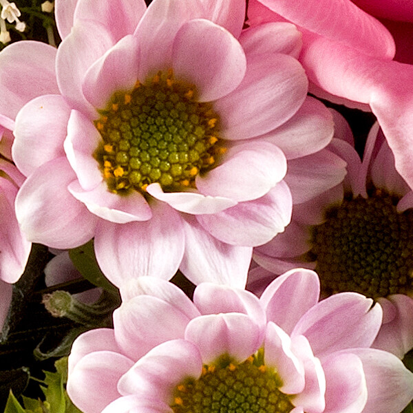 Blumenstrauß Tausendschön mit Vase Blumen zur Geburt verschicken