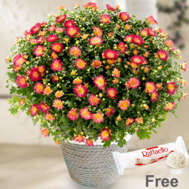 Red chrysanthemums in a sea grass basket with Ferrero Raffaello Red chrysanthemums in a sea grass basket with Ferrero Raffaello