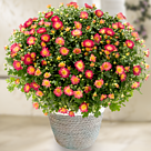 Red chrysanthemums in a sea grass basket