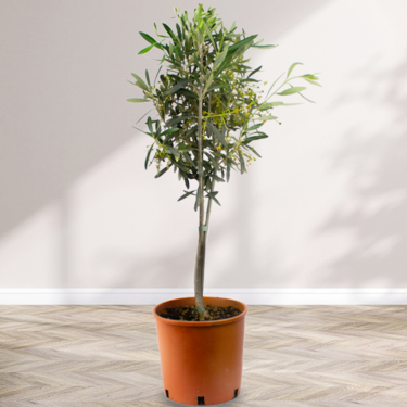 olive tree Olive tree