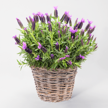 Lavender in a wicker basket Lavender in a wicker basket