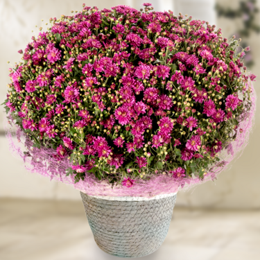 Pinke Chrysanthemen im Seegraskorb Pinke Chrysanthemen im Seegraskorb