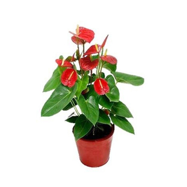 Anthurium