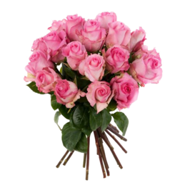Rosa Rosen im Bund
