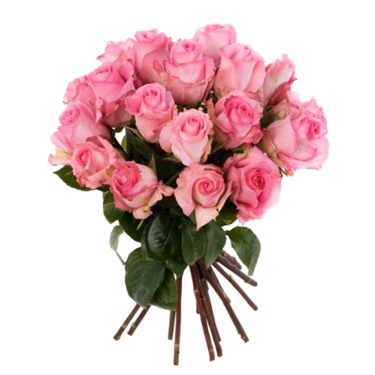 Rosa Rosen im Bund