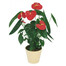 Anthurie